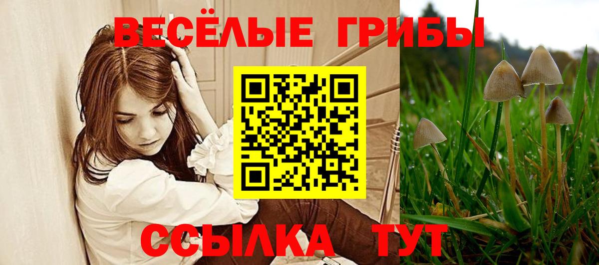 Псилоцибиновые грибы Psilocybe Кстово